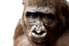 Paleontologi otkryli novyj vid drevnih primatov